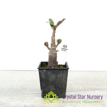 Adenium Ron Purple