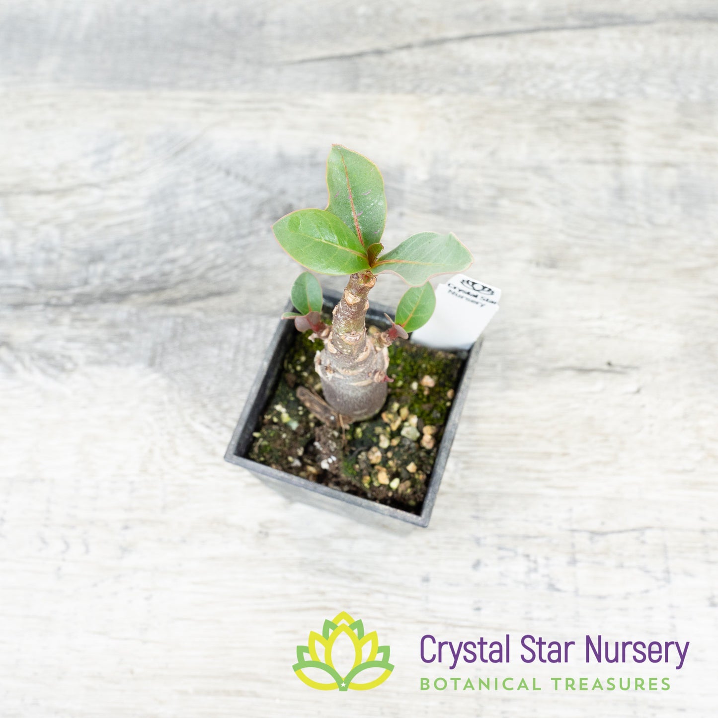 Adenium Ron Purple