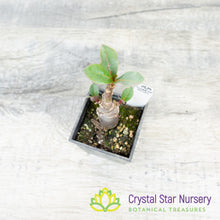 Adenium Ron Purple