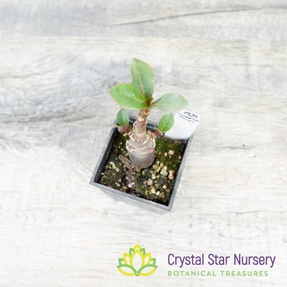 Adenium Ron Purple