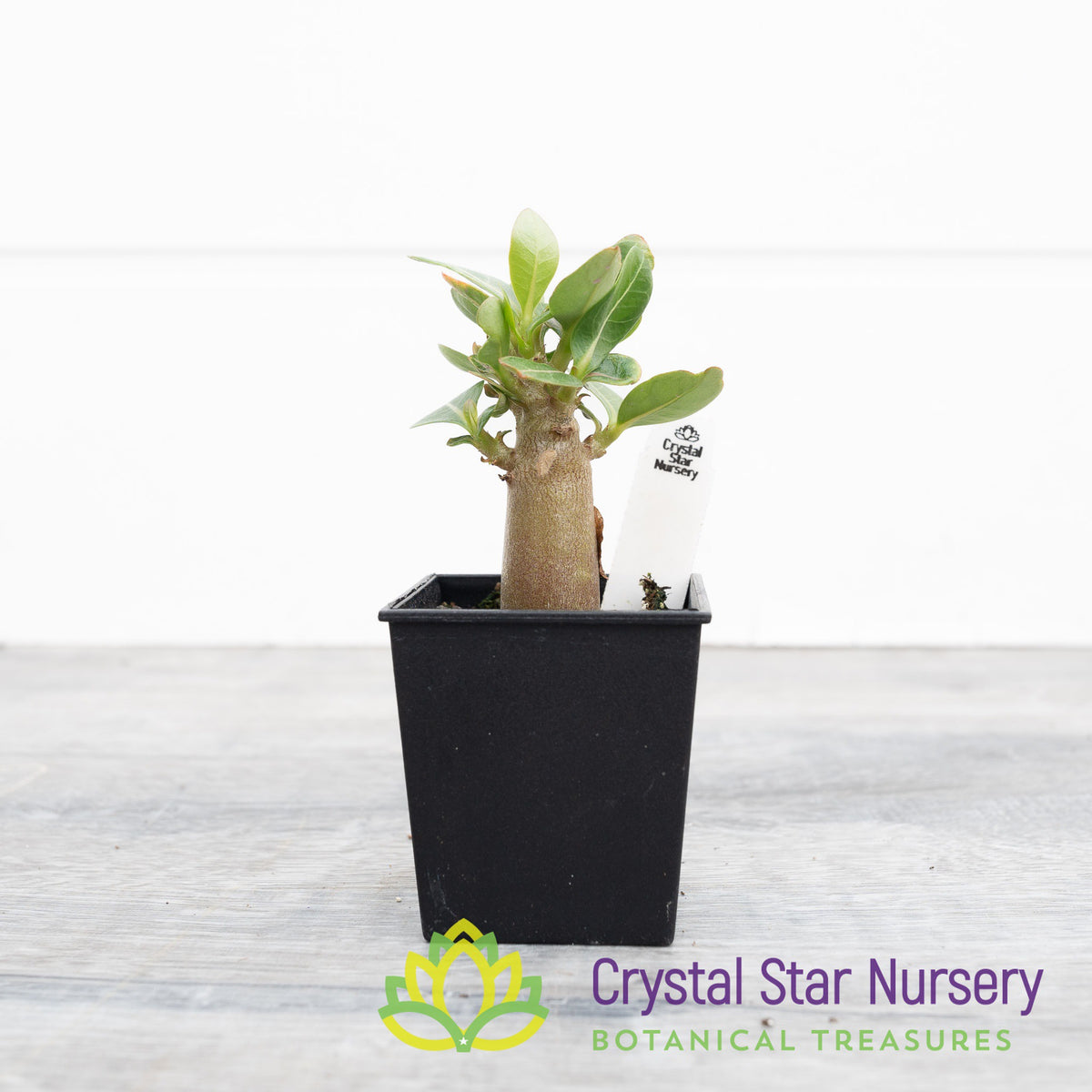 Adenium Suay Nam Petch