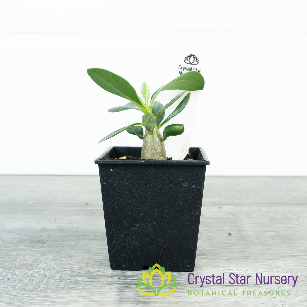 Adenium White House