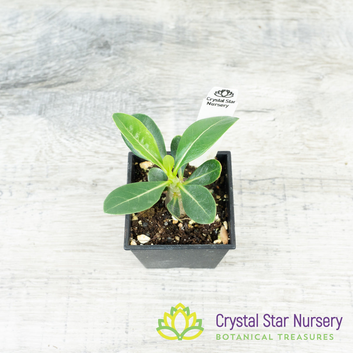 Adenium White House