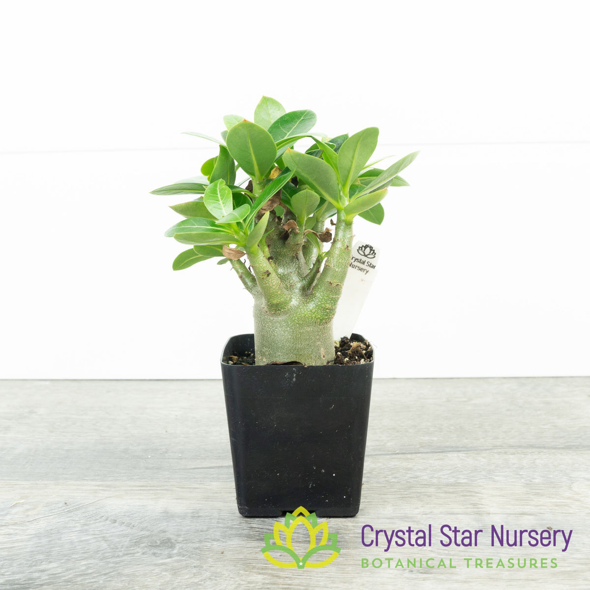 Adenium Yak Black