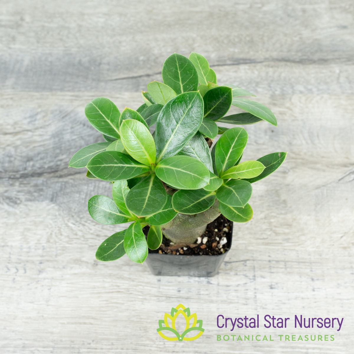 Adenium Yak Black