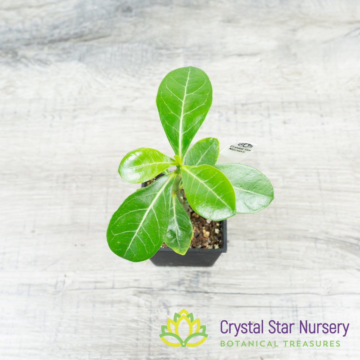 Adenium Yak Japan White