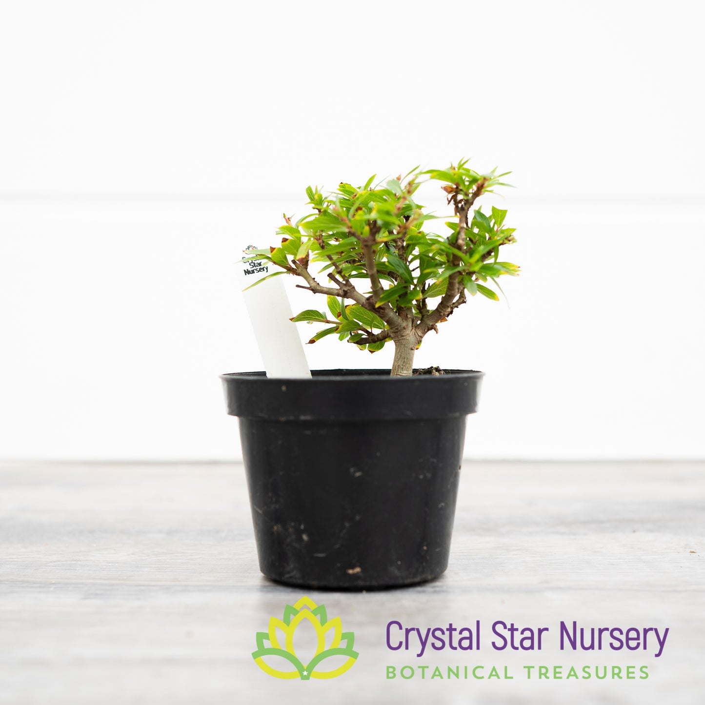 Adina pilulifera Pre Bonsai