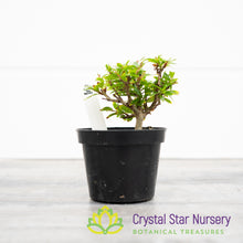 Adina pilulifera Pre Bonsai