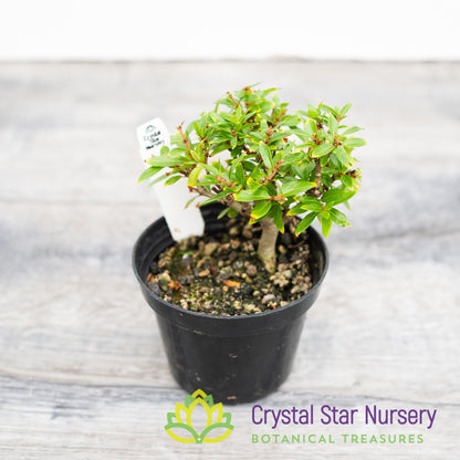 Adina pilulifera Pre Bonsai