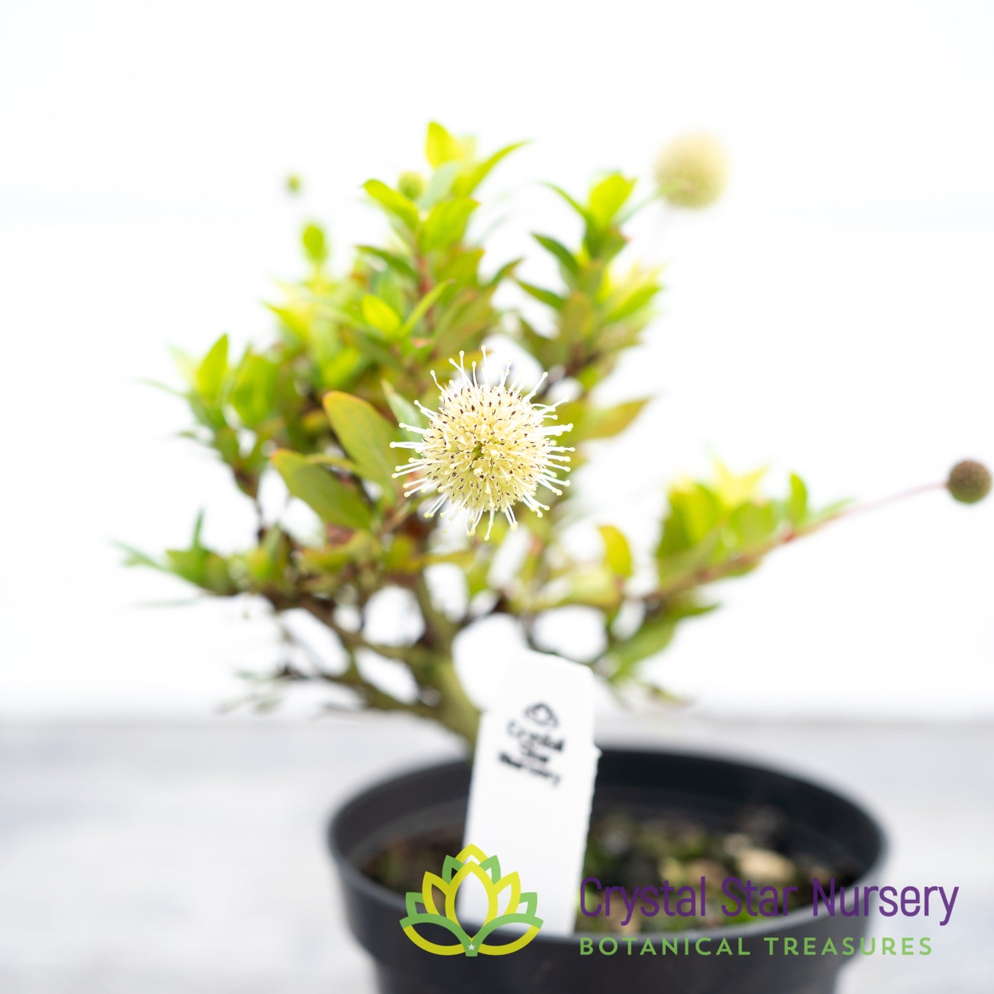 Adina pilulifera Pre Bonsai