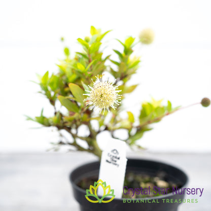 Adina pilulifera Pre Bonsai