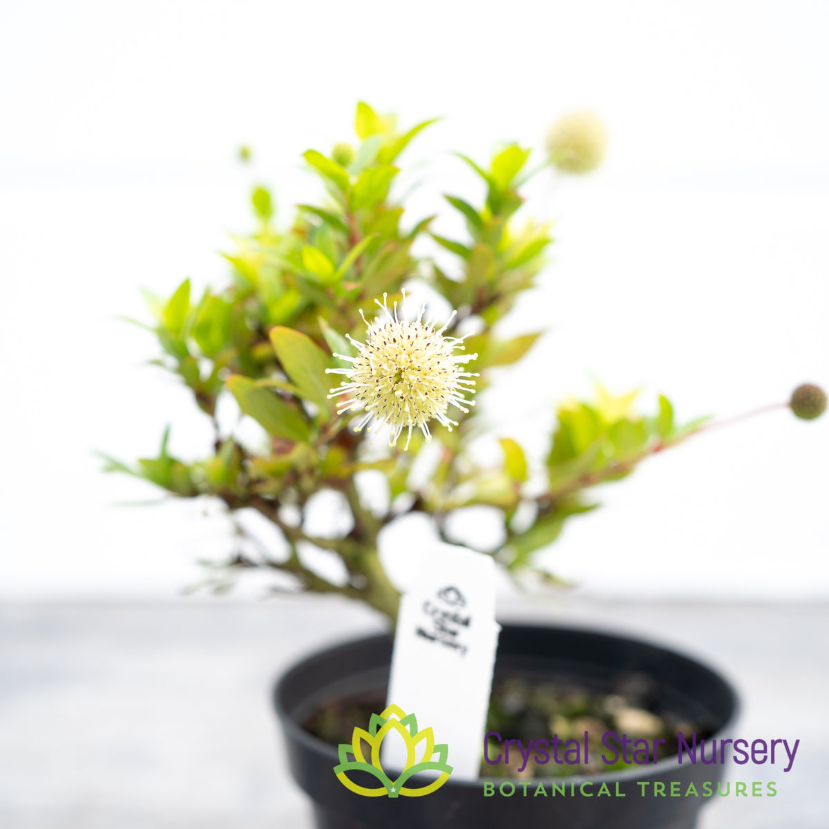 Adina Pilulifera Pre Bonsai