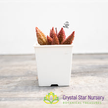 Adromischus Herrei