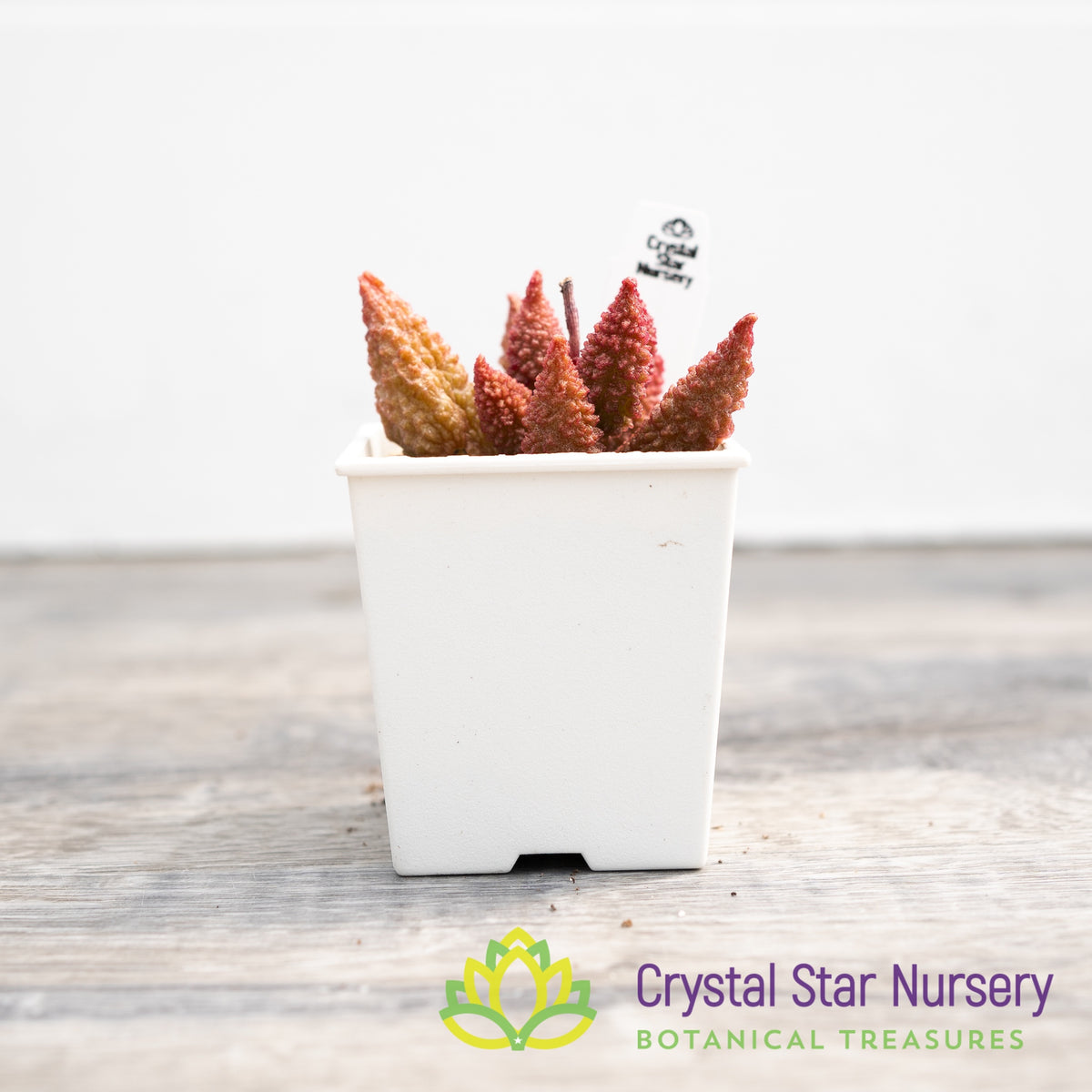 Adromischus Herrei