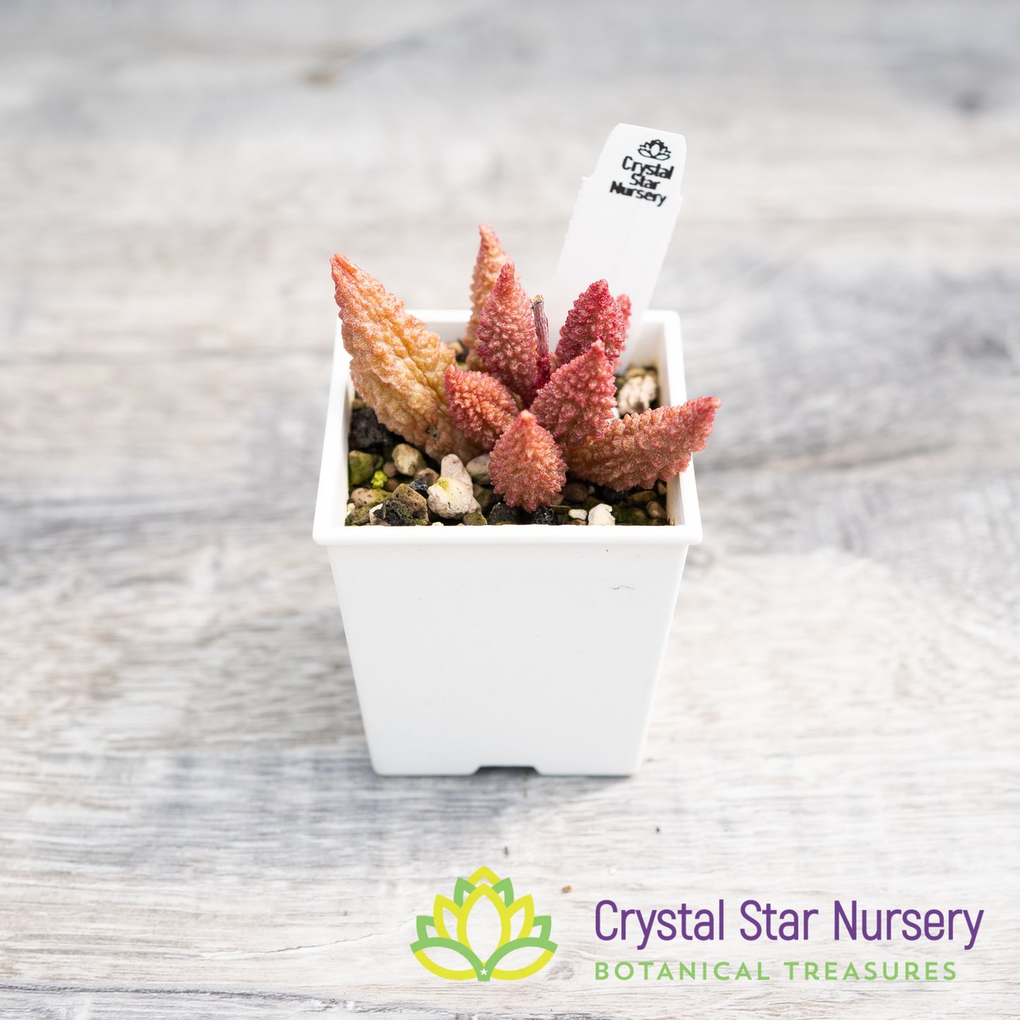 Adromischus Herrei