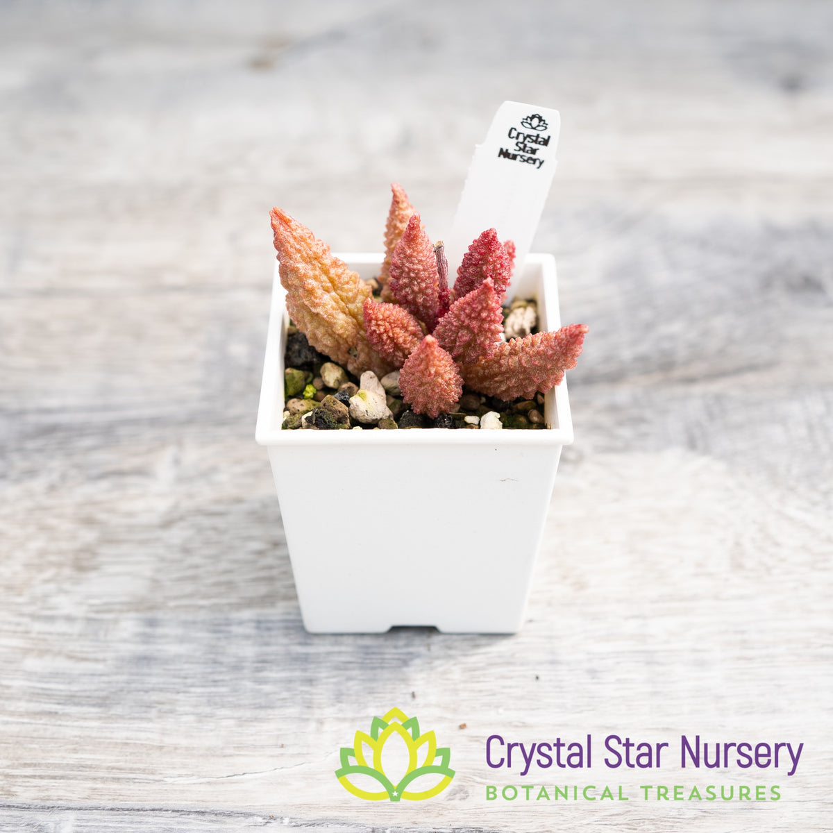 Adromischus Herrei