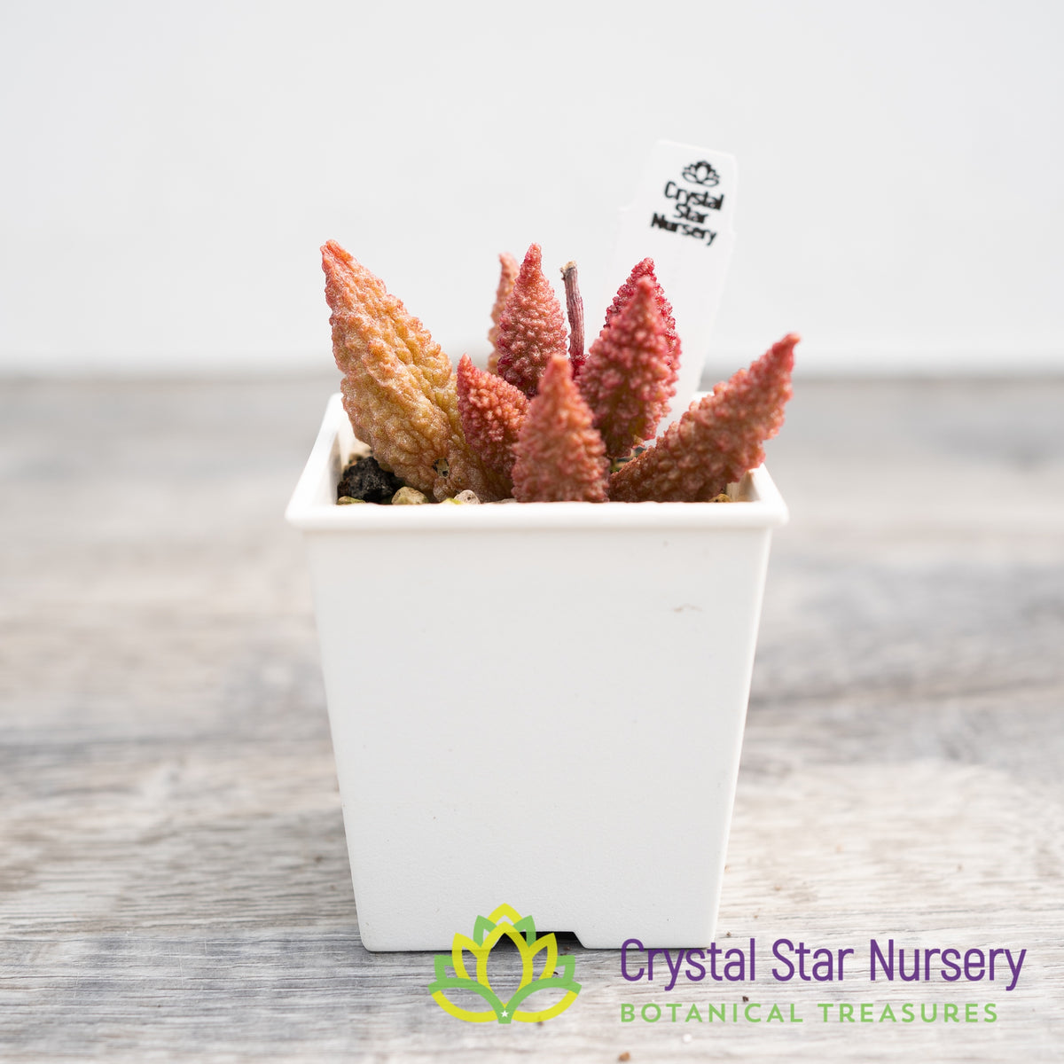Adromischus Herrei