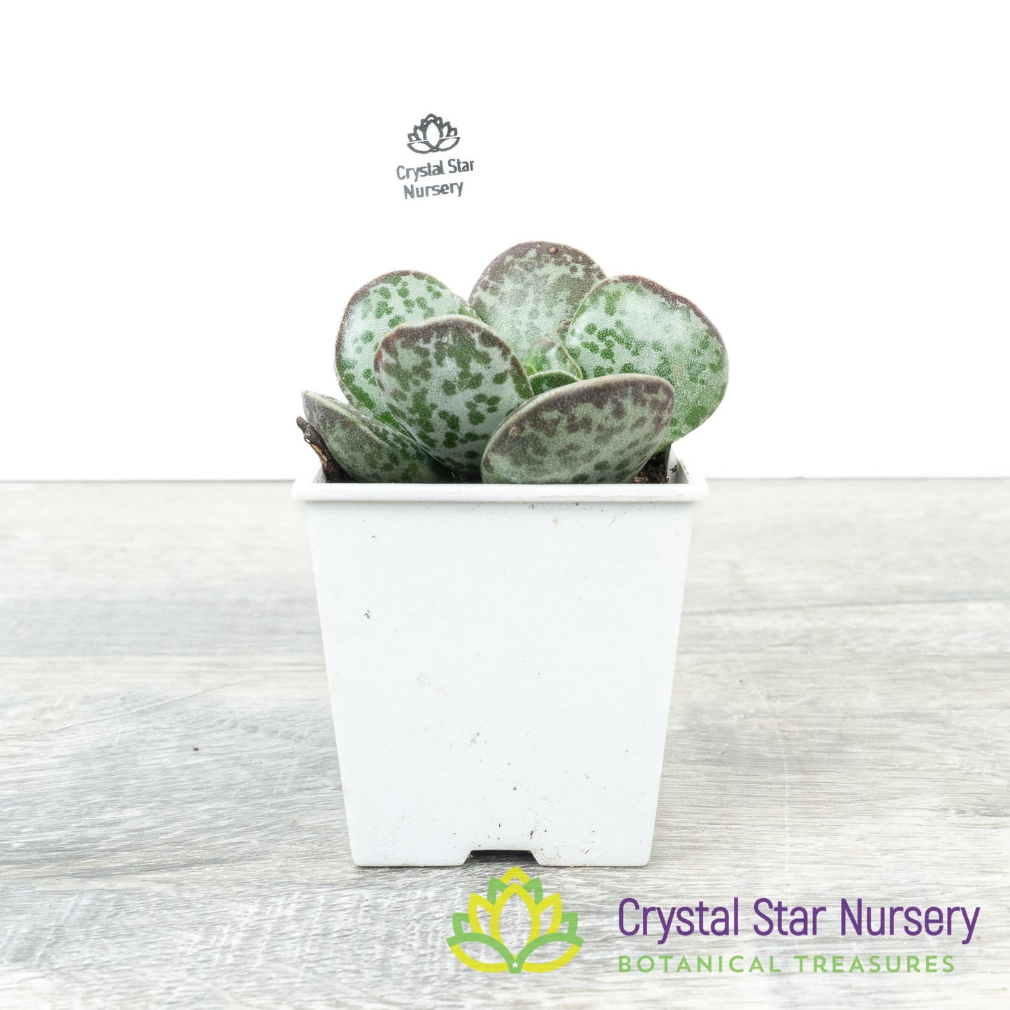 Adromischus Trigynus 'Rupicola'