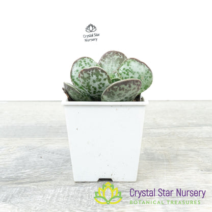 Adromischus Trigynus 'Rupicola'
