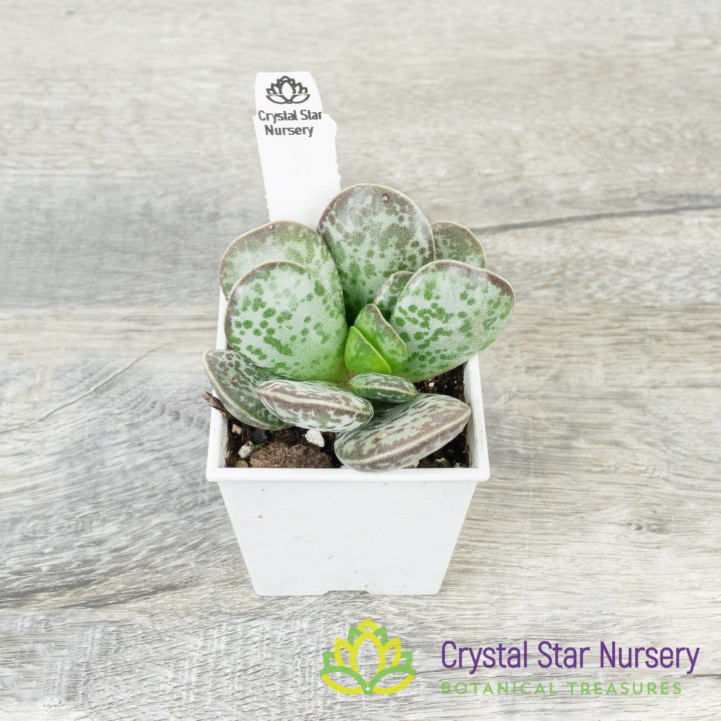 Adromischus Trigynus 'Rupicola'