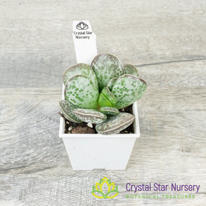 Adromischus Trigynus 'Rupicola'