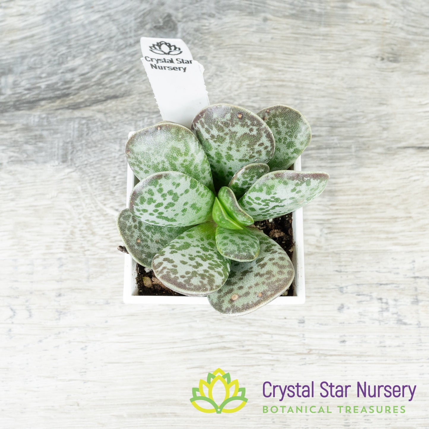 Adromischus Trigynus 'Rupicola'