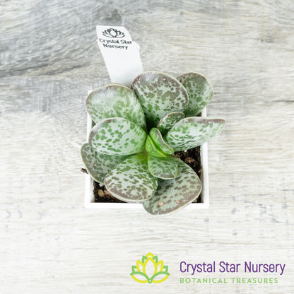 Adromischus Trigynus 'Rupicola'