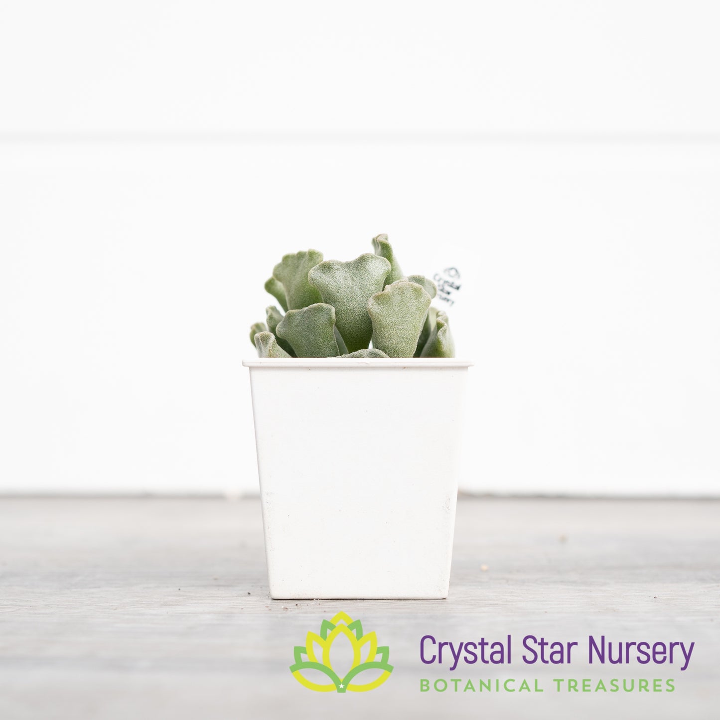 Adromischus 'Key Lime Pie'