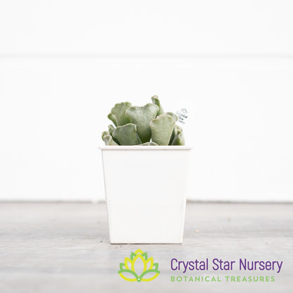 Adromischus 'Key Lime Pie'