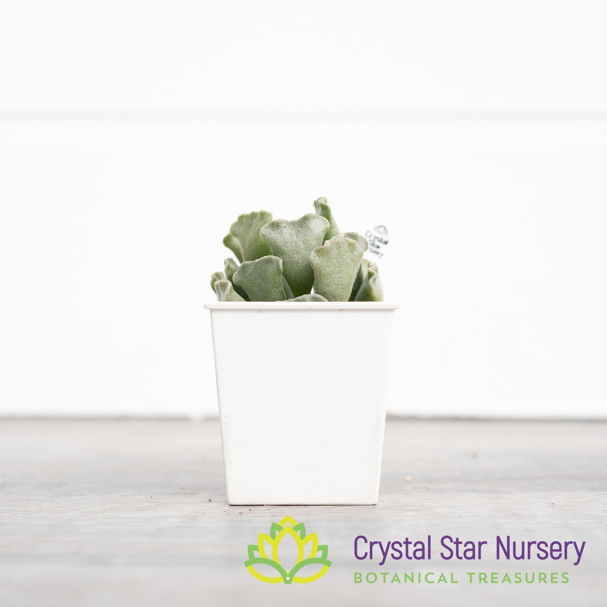 Adromischus &#39;Key Lime Pie&#39;