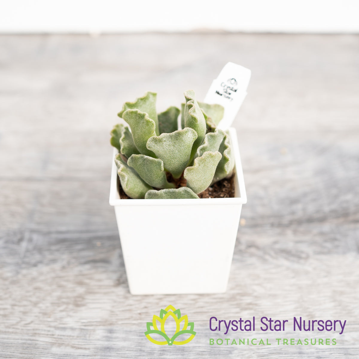 Adromischus &#39;Key Lime Pie&#39;