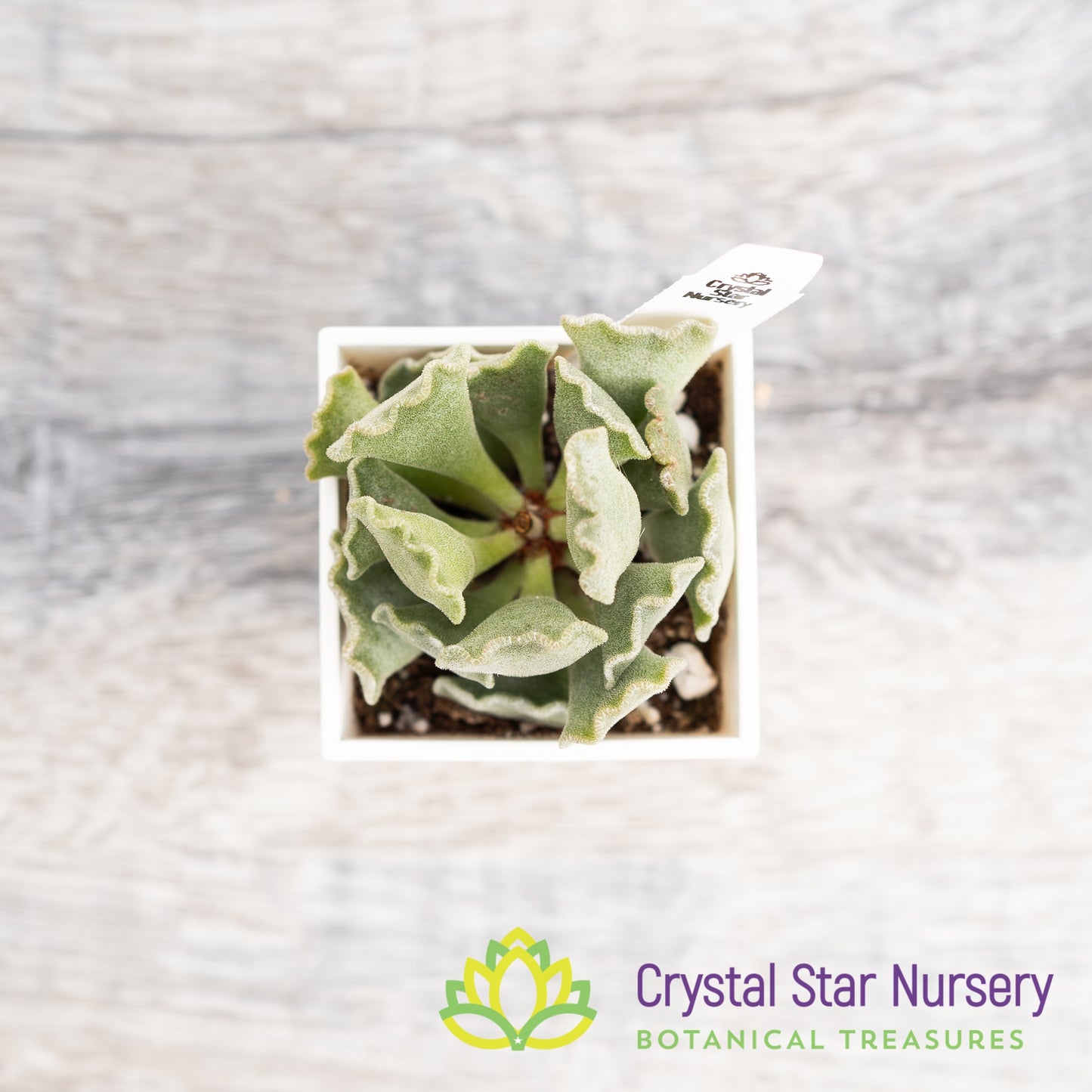 Adromischus 'Key Lime Pie'