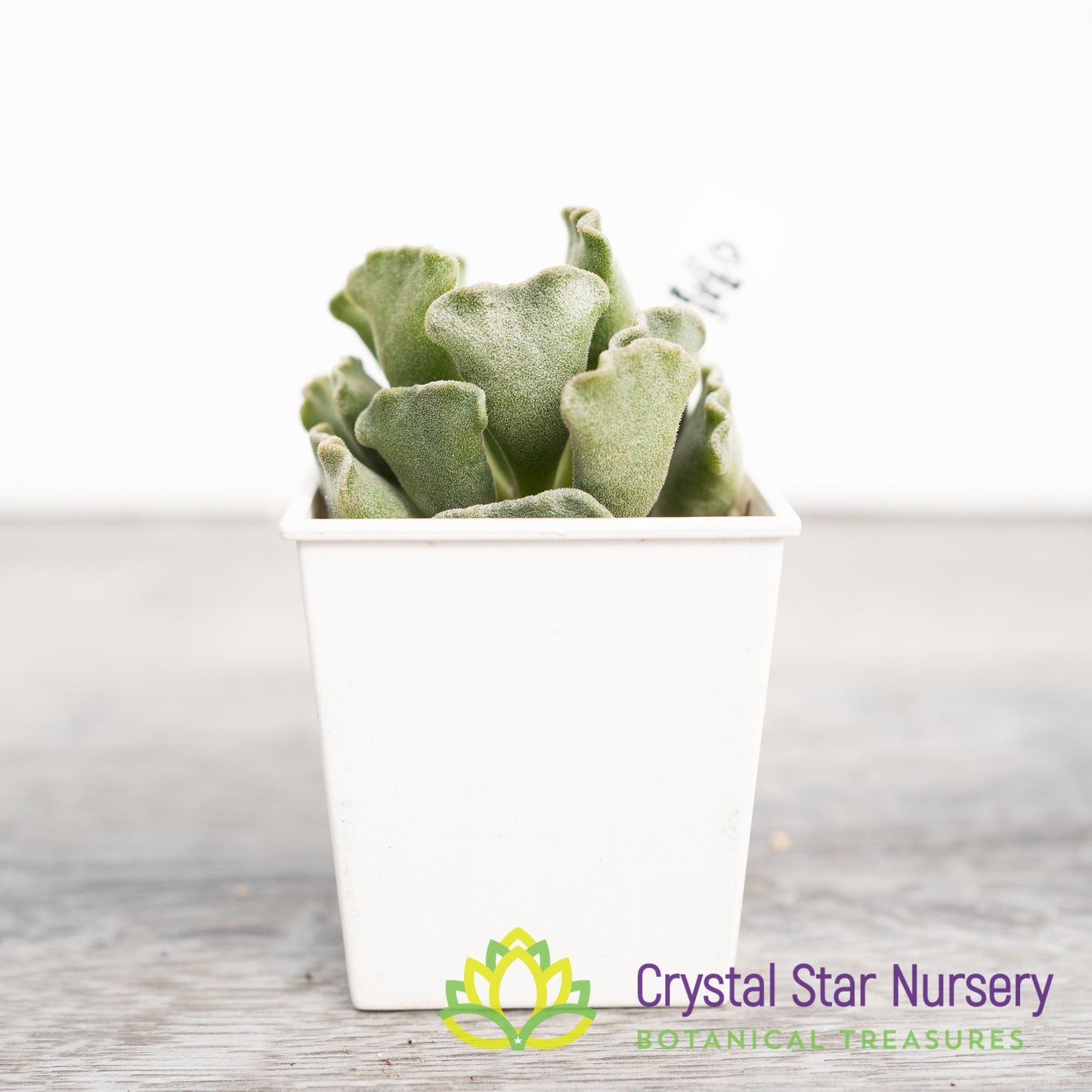 Adromischus 'Key Lime Pie'