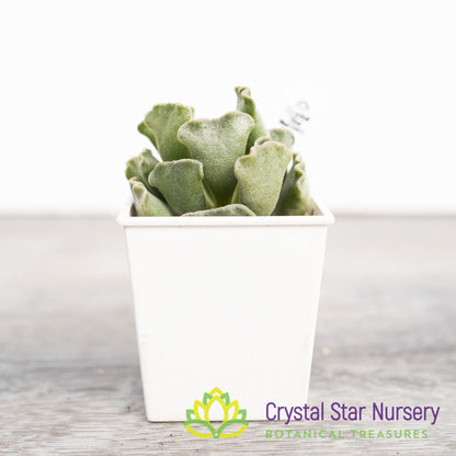 Adromischus 'Key Lime Pie'