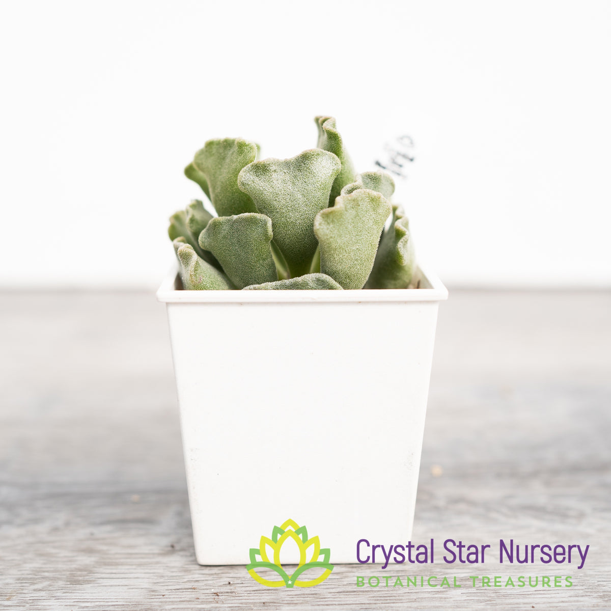 Adromischus &#39;Key Lime Pie&#39;