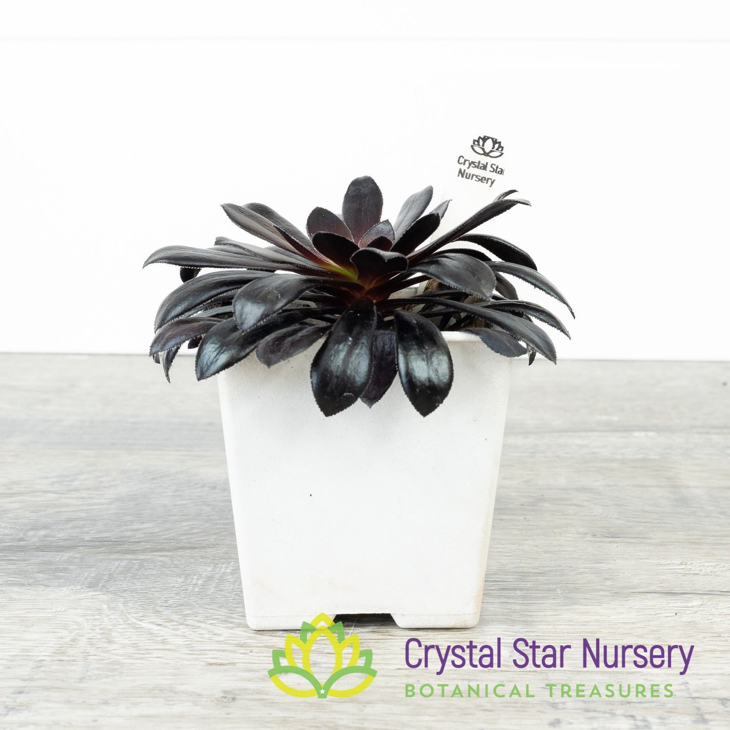 Aeonium Arboreum 'Zwartkop' Black Rose