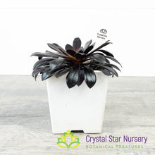 Aeonium Arboreum 'Zwartkop' Black Rose