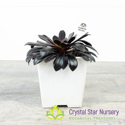 Aeonium Arboreum 'Zwartkop' Black Rose