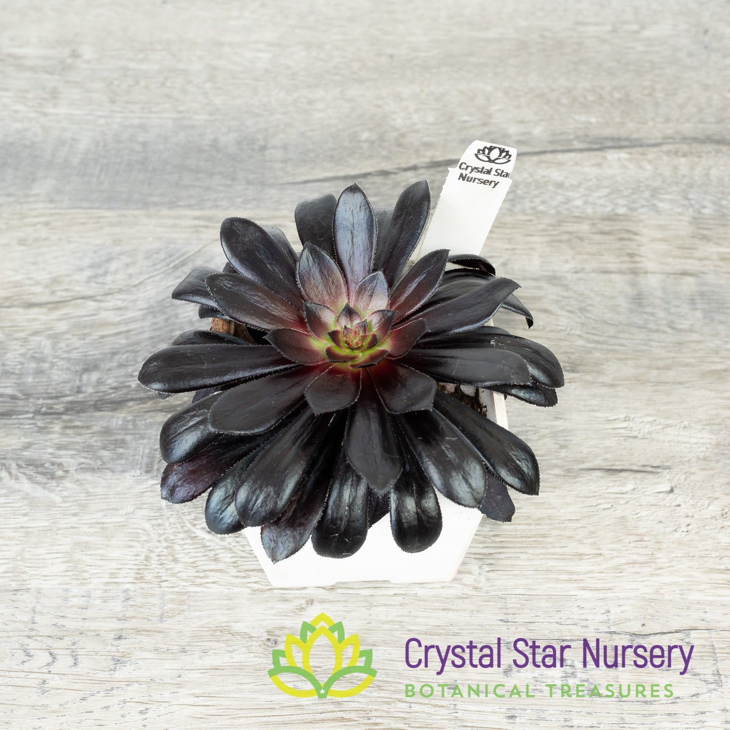 Aeonium Arboreum 'Zwartkop' Black Rose