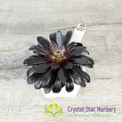 Aeonium Arboreum 'Zwartkop' Black Rose
