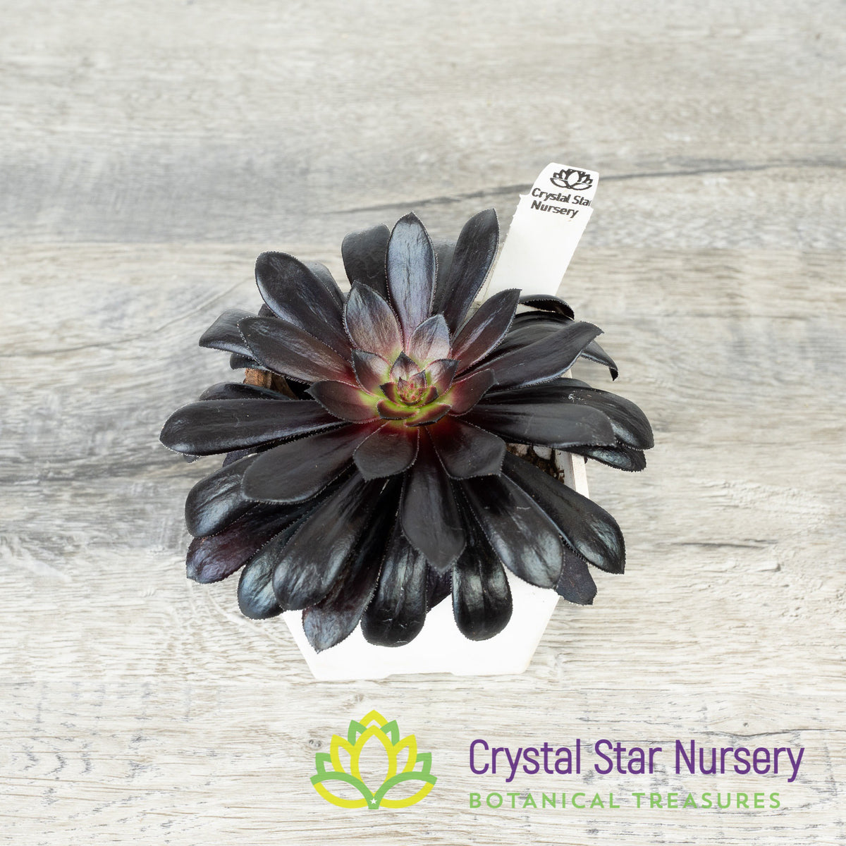 Aeonium Arboreum &#39;Zwartkop&#39; Black Rose