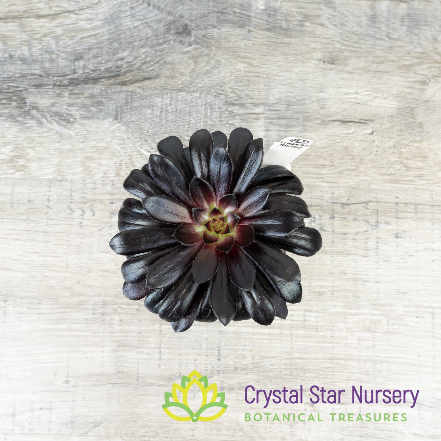 Aeonium Arboreum 'Zwartkop' Black Rose