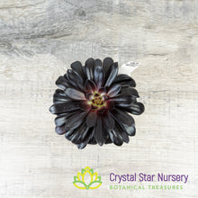 Aeonium Arboreum 'Zwartkop' Black Rose