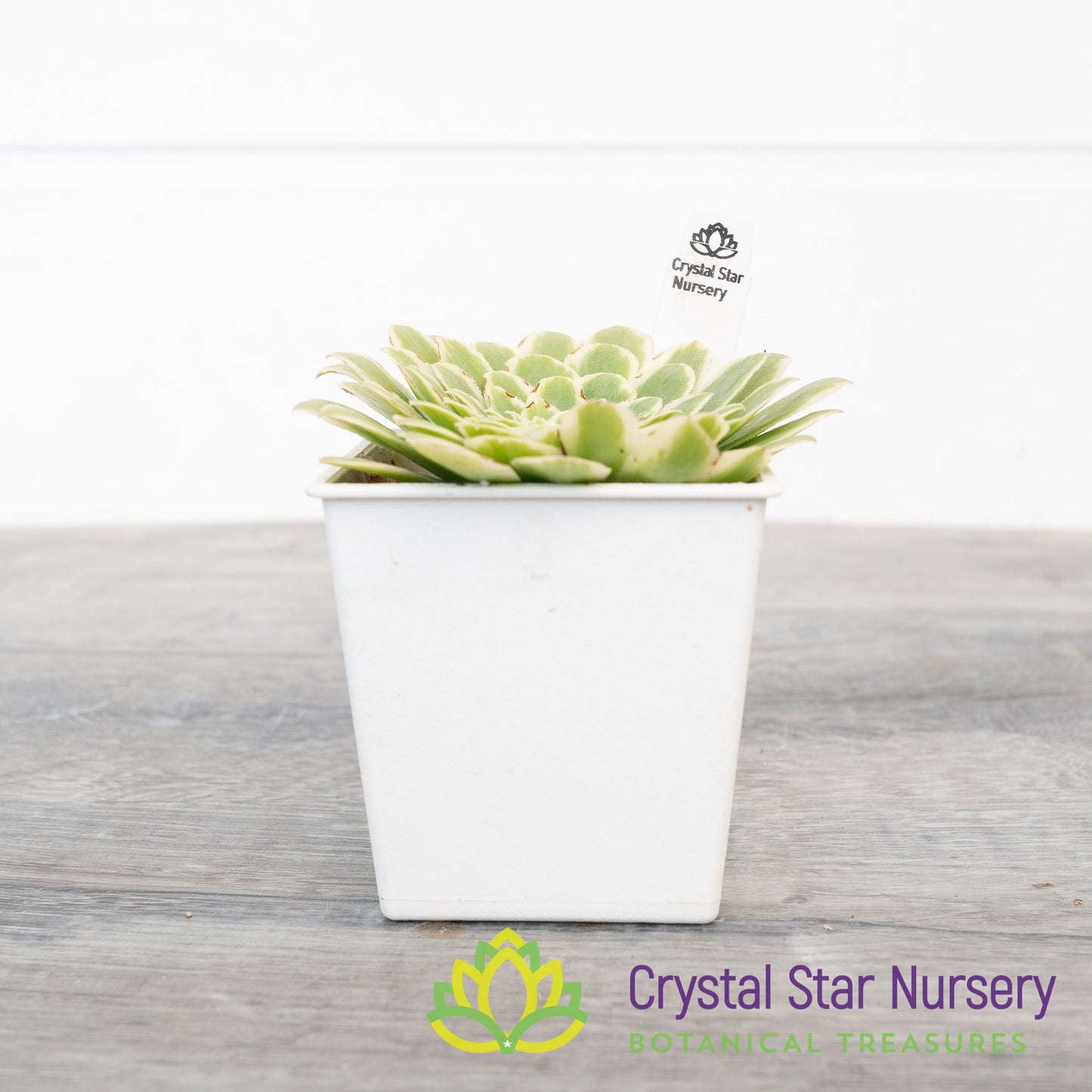 Aeonium Emerald Ice