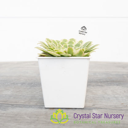 Aeonium Emerald Ice