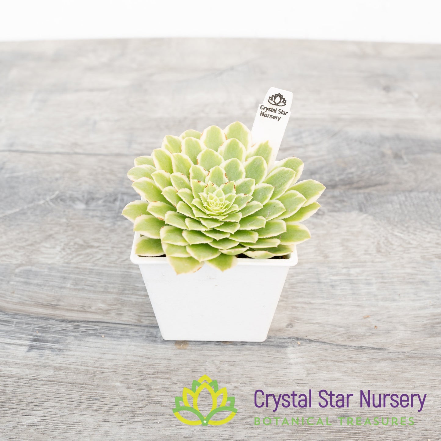 Aeonium Emerald Ice