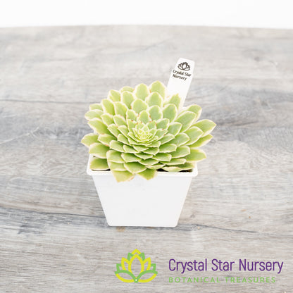 Aeonium Emerald Ice