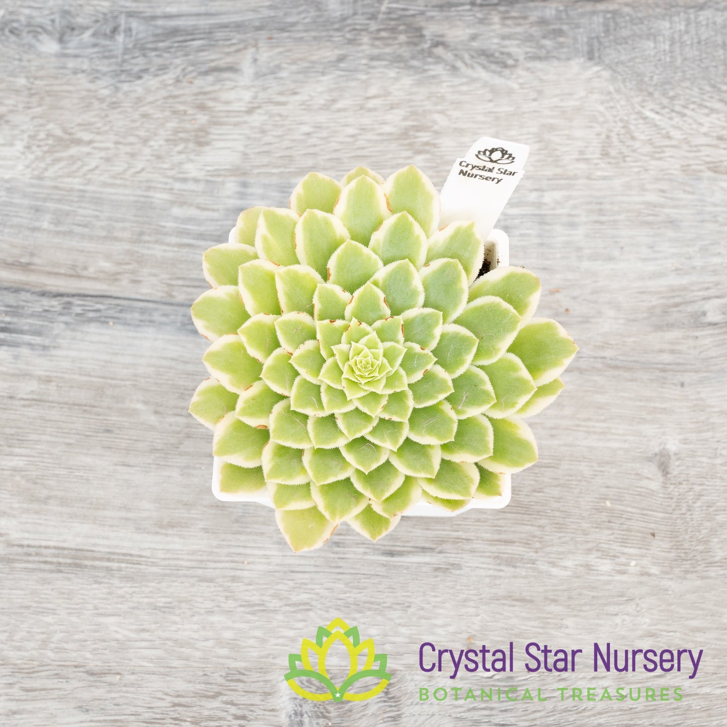 Aeonium Emerald Ice