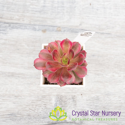 Aeonium Mardi Gras