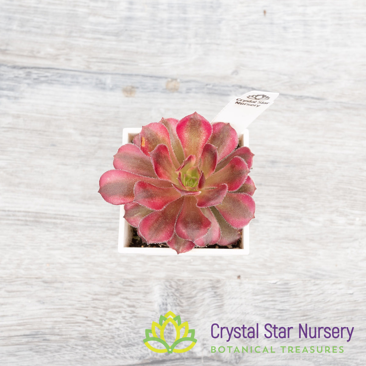 Aeonium Mardi Gras
